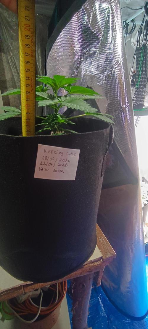 Cultivos 2026. Week 2