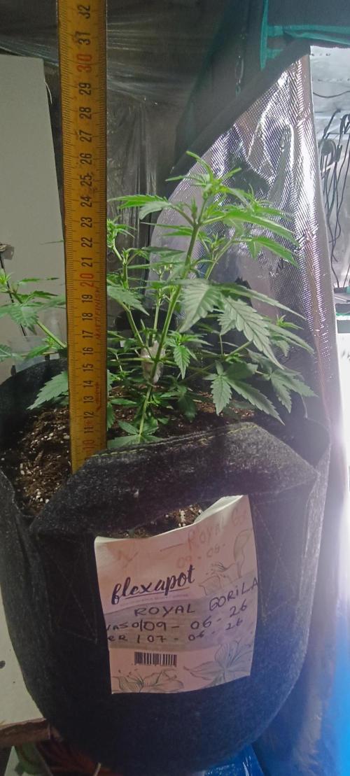 Cultivos 2026. Week 2