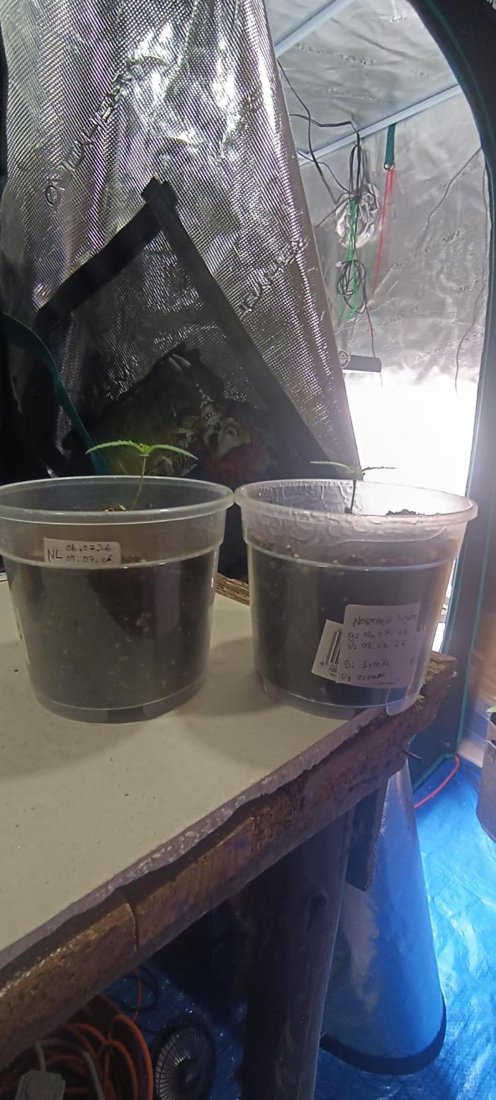 2 Northen Light Auto. Week 0
