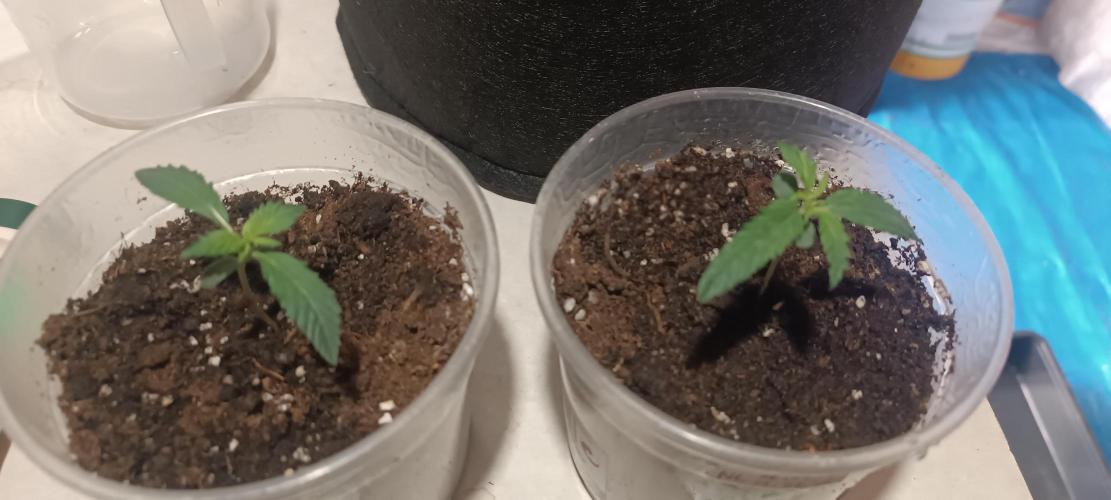 2 Northen Light Auto. Week 2 - 11 dias de vida 🌿