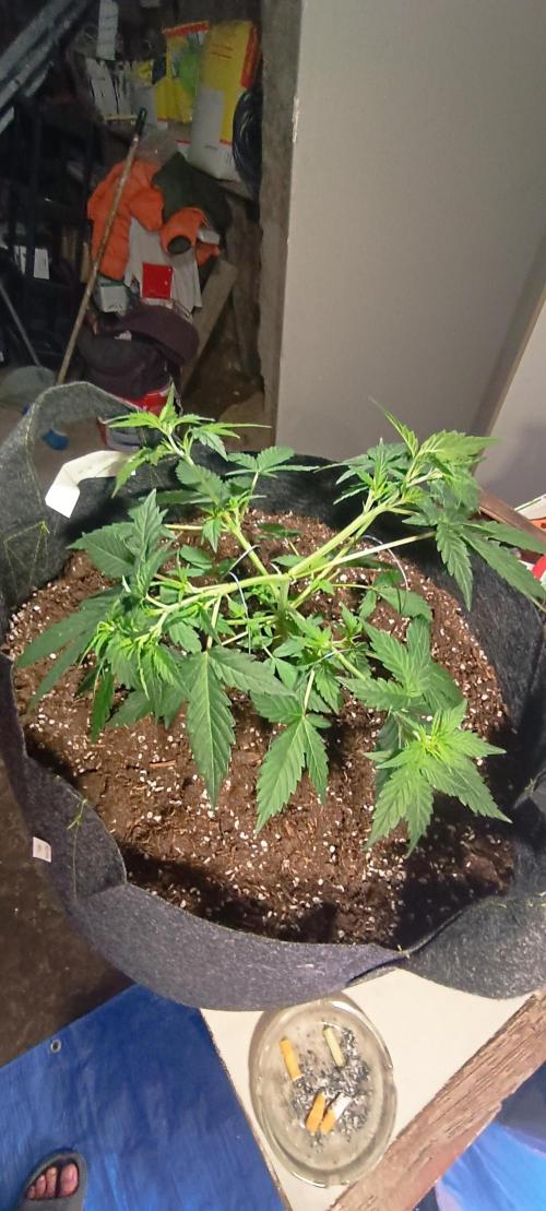Cultivos 2026. Week 3