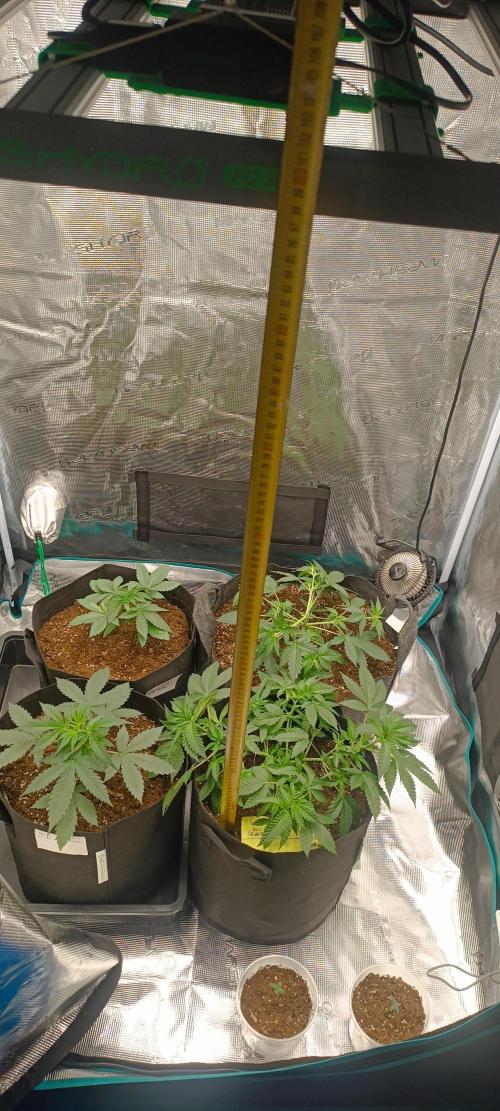 Cultivos 2026. Week 3