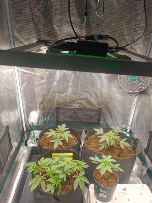 Cultivos 2026. Week 4
