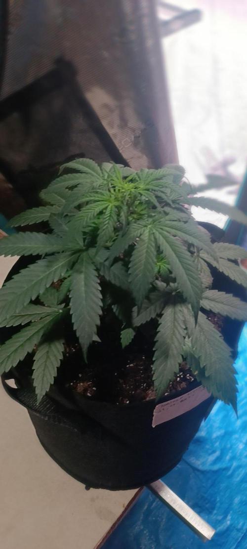 Cultivos 2026. Week 5