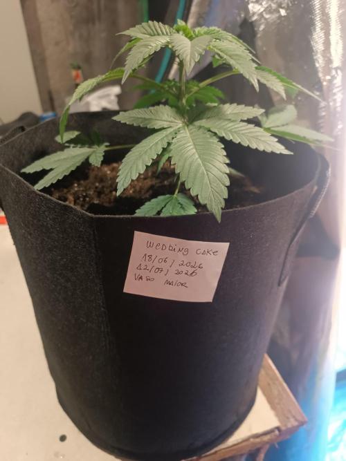 Cultivos 2026. Week 5