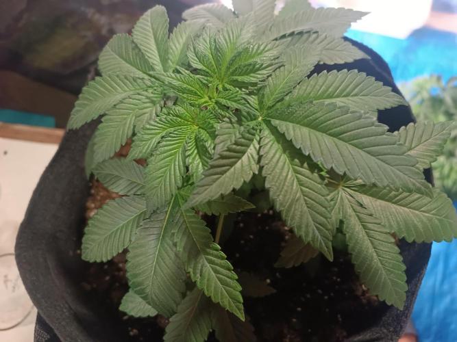 Cultivos 2026. Week 5
