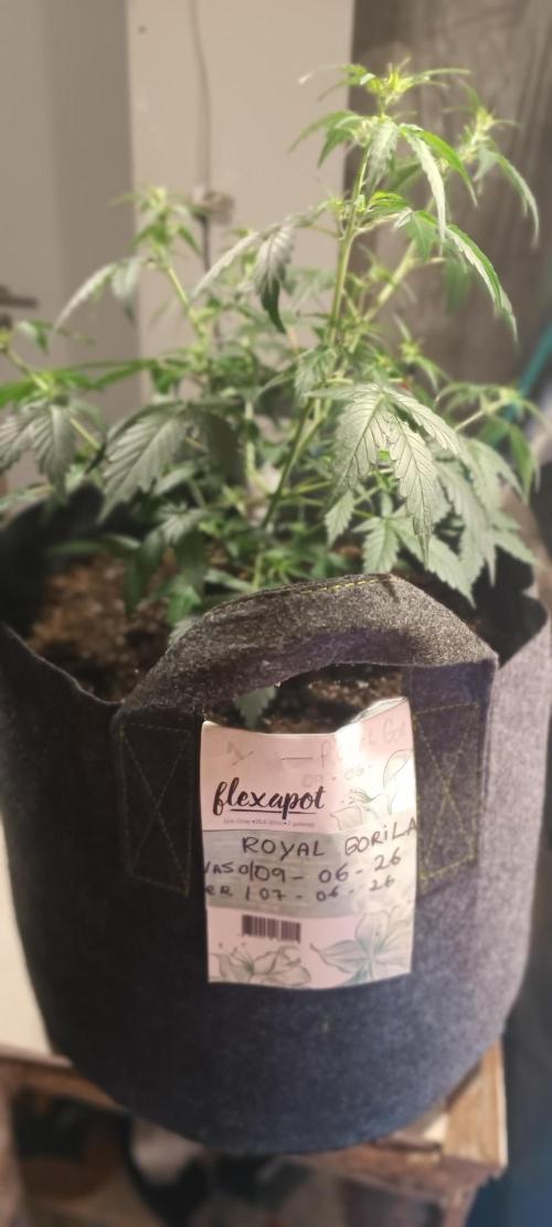 Cultivos 2026. Week 5