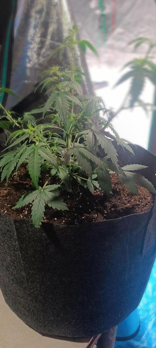 Cultivos 2026. Week 5