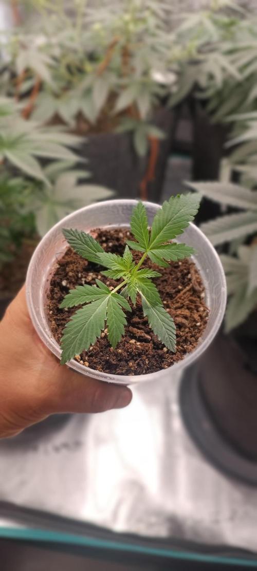 2 Northen Light Auto. Week 3 - apenas 19 dias de vida 🌿🙏
