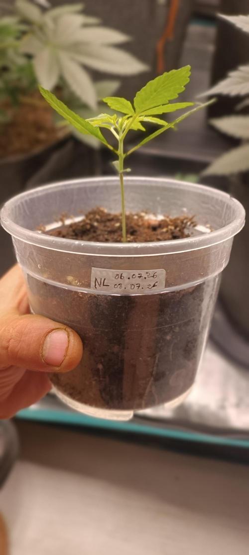 2 Northen Light Auto. Week 3 - apenas 19 dias de vida 🌿🙏
