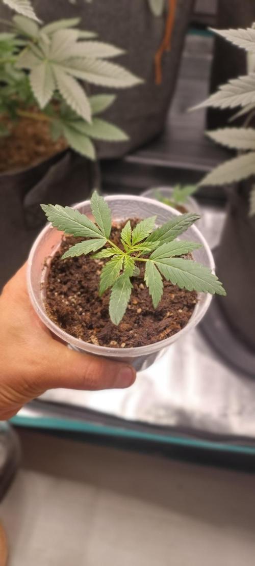 2 Northen Light Auto. Week 3 - apenas 19 dias de vida 🌿🙏