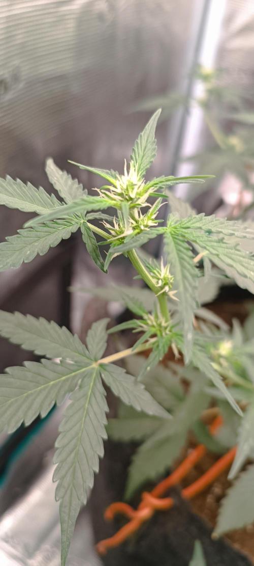 Cultivos 2026. Week 6 - Royal Gorila auto 🌿🙏