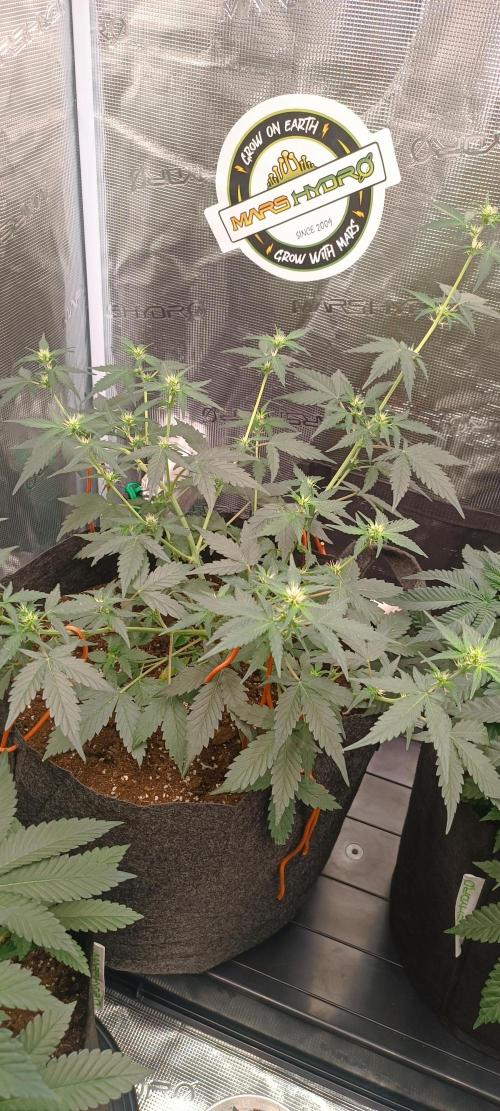 Cultivos 2026. Week 6 - Royal Gorila auto 🌿🙏