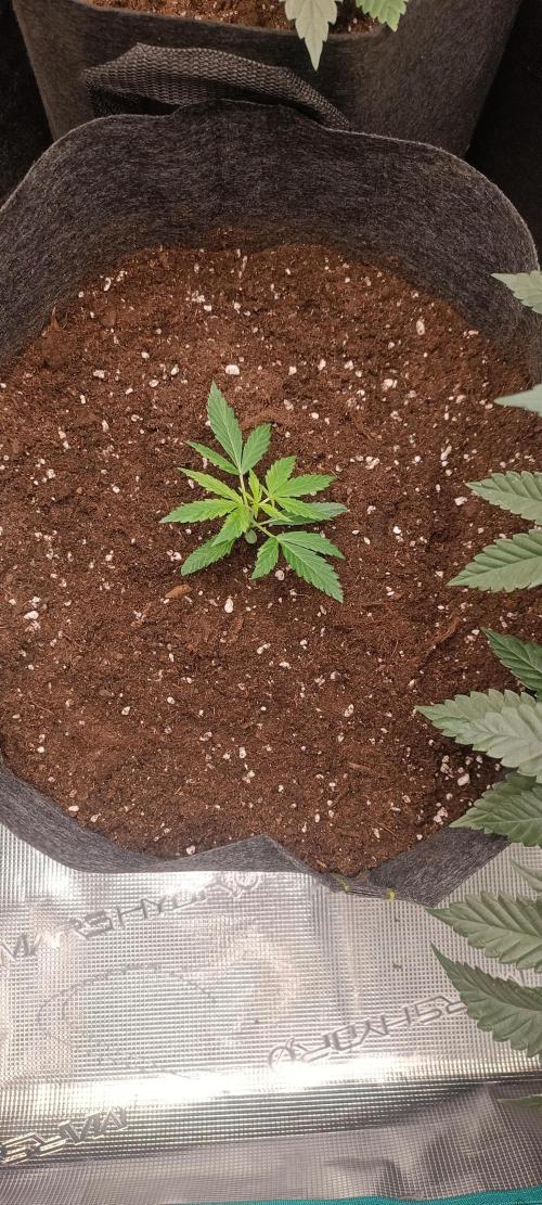 2 Northen Light Auto. Week 4 - troca de vaso 🙏