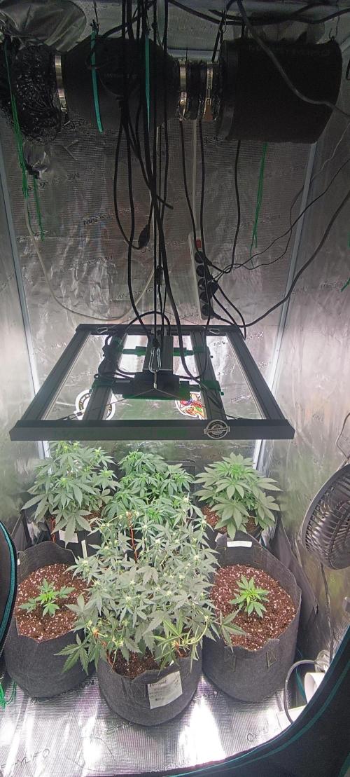 Cultivos 2026. Week 8