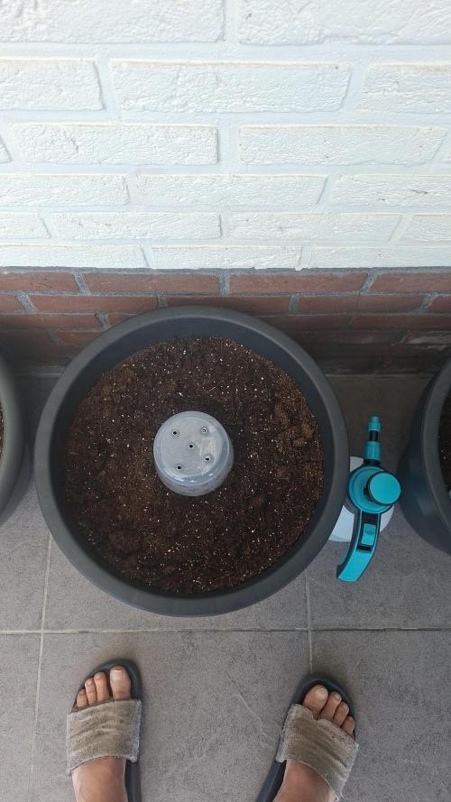 Rise and shine. Week 0 - Potje na max 48 uur verwijdert. Ideale serre gemaakt.