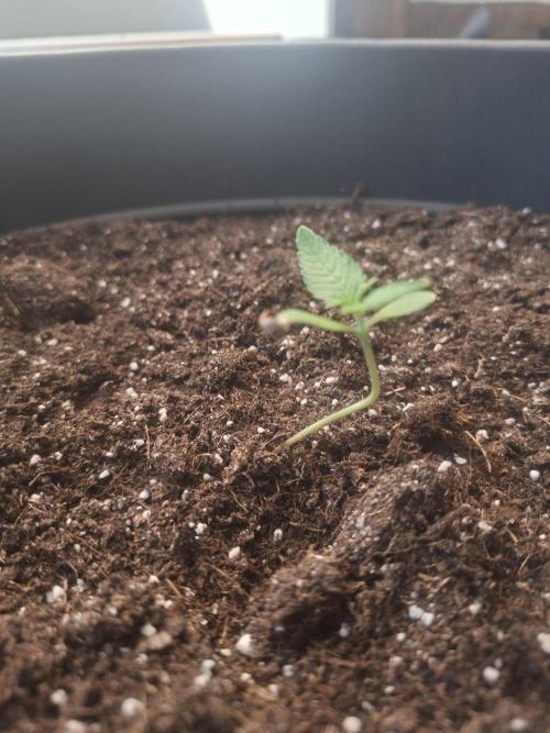 White Diesel Haze Automatic. Week 2