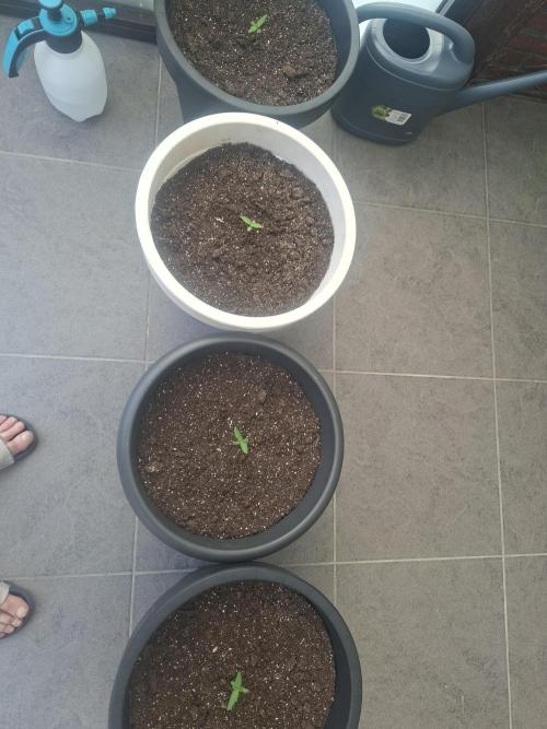 Rise and shine. Week 1 - Dag 10 van de kweek.
Kerngezond plantjes en de zon doet haar werk in belgie