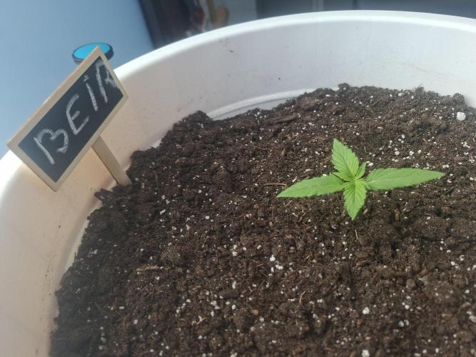 White Diesel Haze Automatic. Week 2