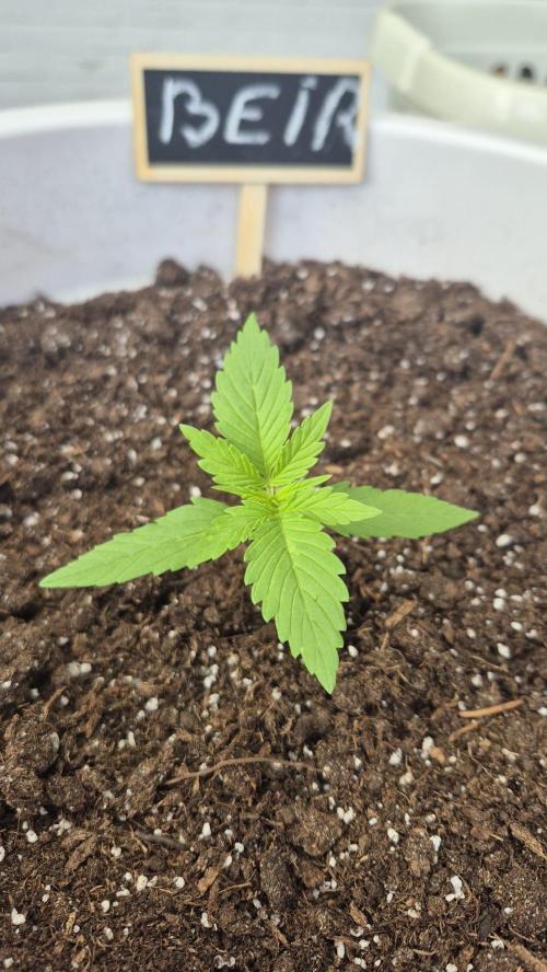 White Diesel Haze Automatic. Week 2