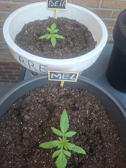 White Diesel Haze Automatic. Week 2