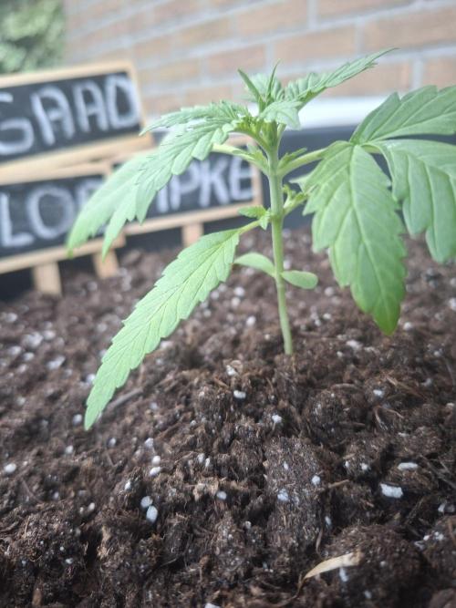 White Diesel Haze Automatic. Week 2