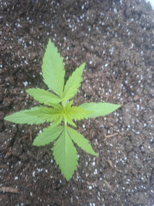 White Diesel Haze Automatic. Week 2