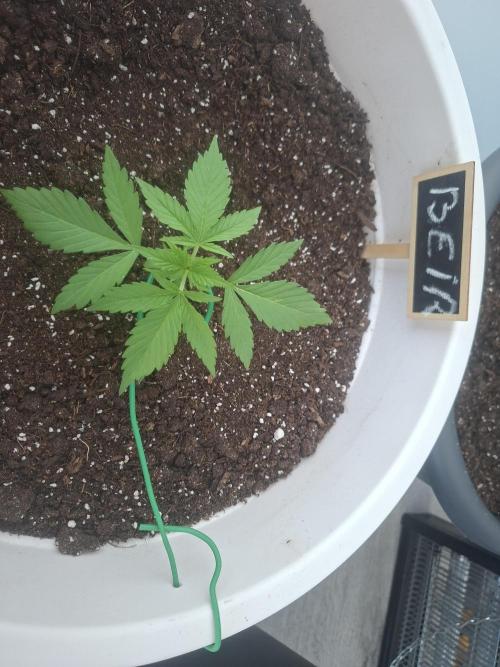 Rise and shine. Week 3 - Mijne zoon, bijna klaar voor Lst😎