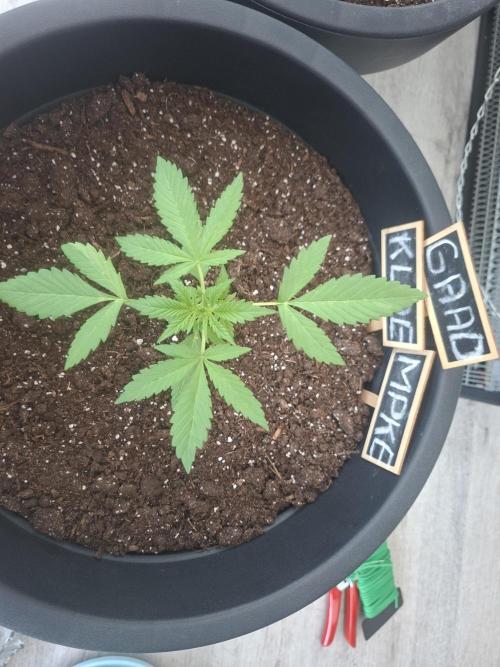 Rise and shine. Week 3 - Lovely girl