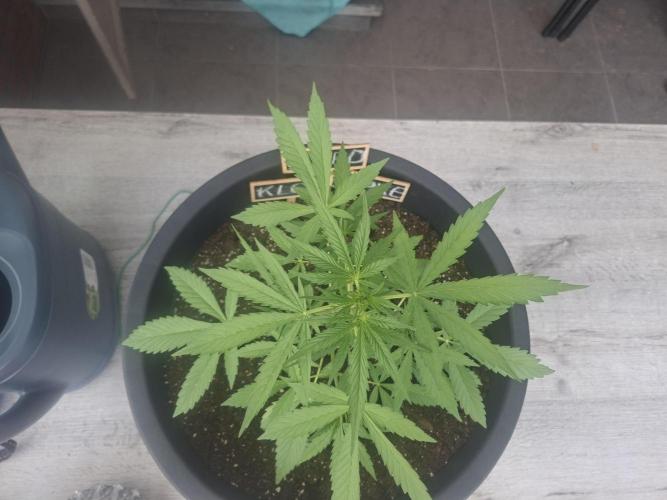 Rise and shine. Week 4 - Een pareltje🤩🤩🤩