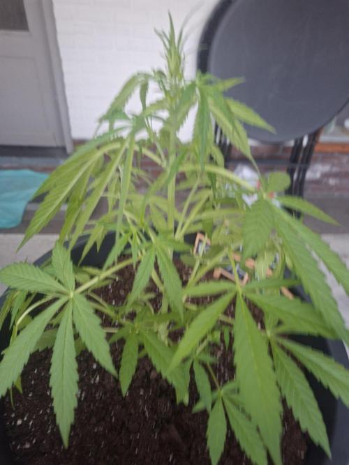 Rise and shine. Week 4 - Gaadkloempke 😁
6 cm gegroeid vandaag?