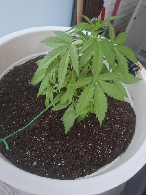 Rise and shine. Week 4 - Jep ik woon in die witte pot😁 De BEIR😎