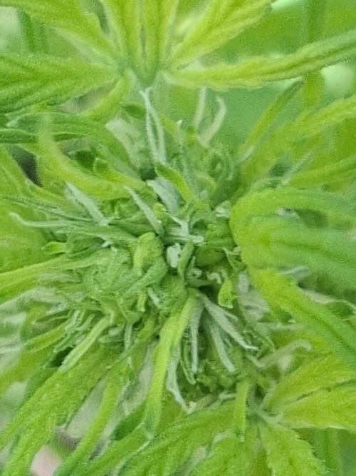 Sensi Seeds - White Diesel Haze Automatic by Riseandshine