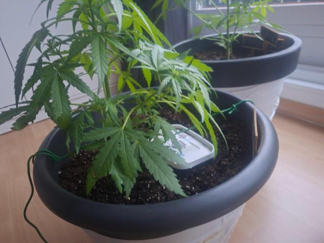 Rise and shine. Week 4