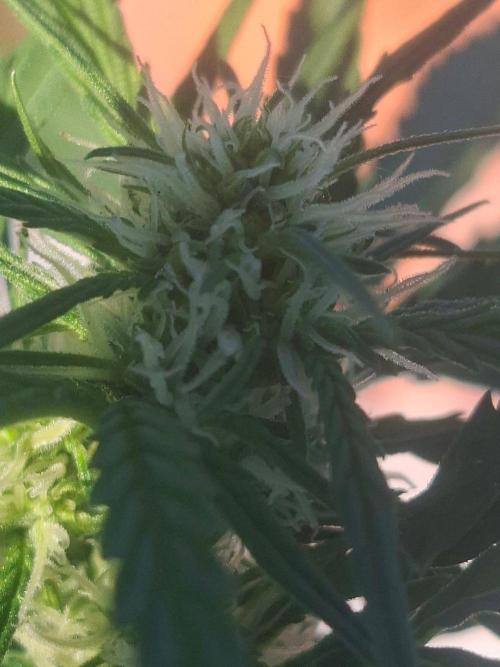 White Diesel Haze Auto. Week 5