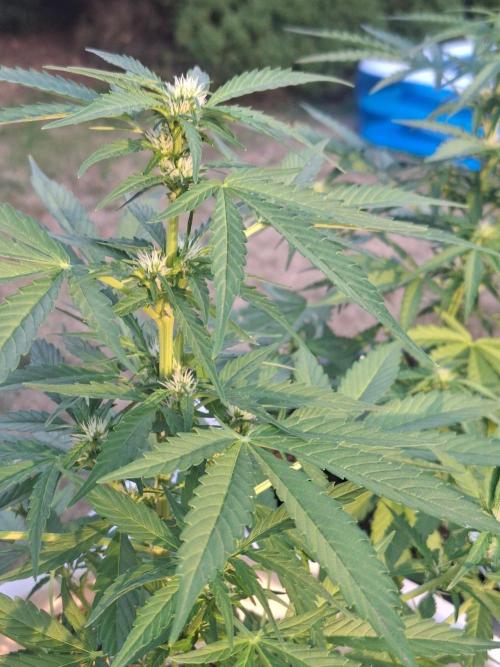 White Diesel Haze Auto. Week 5