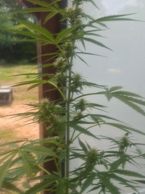 White Diesel Haze Auto. Week 7