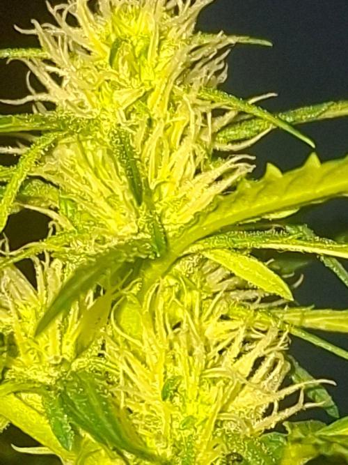 Rise and shine. Week 6 - Met flits getrokken😁