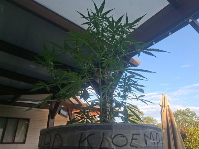 Rise and shine. Week 6 - Gaadkloempke 😁
