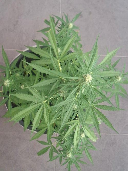 White Diesel Haze Auto. Week 6