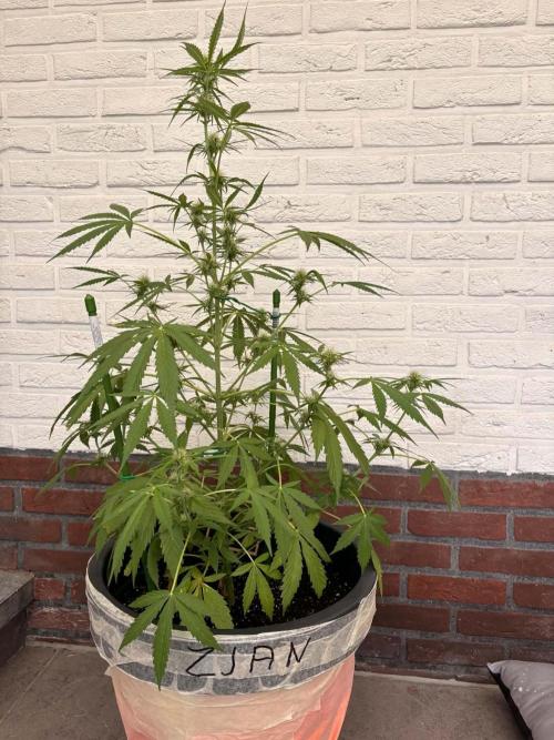 White Diesel Haze Auto. Week 7