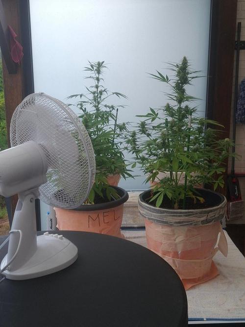 White Diesel Haze Auto. Week 7