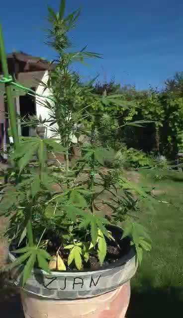 White Diesel Haze Auto. Week 8
