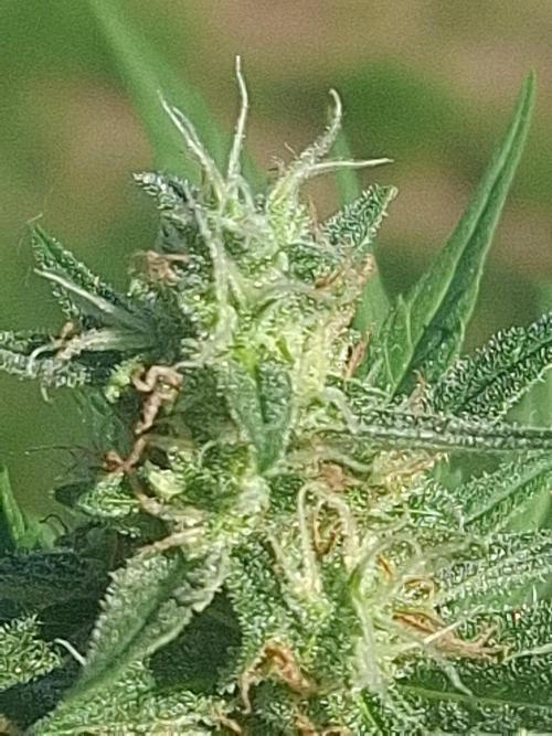 Rise and shine. Week 8