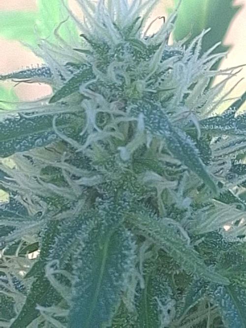 White Diesel Haze Auto. Week 8