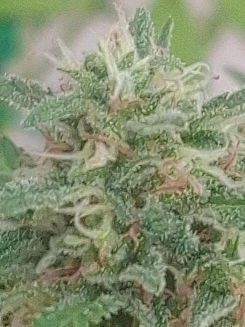 White Diesel Haze Auto. Week 9