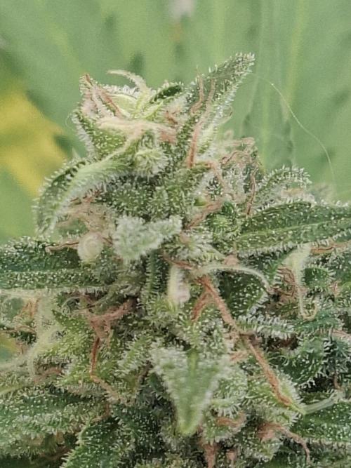 White Diesel Haze Auto. Week 10