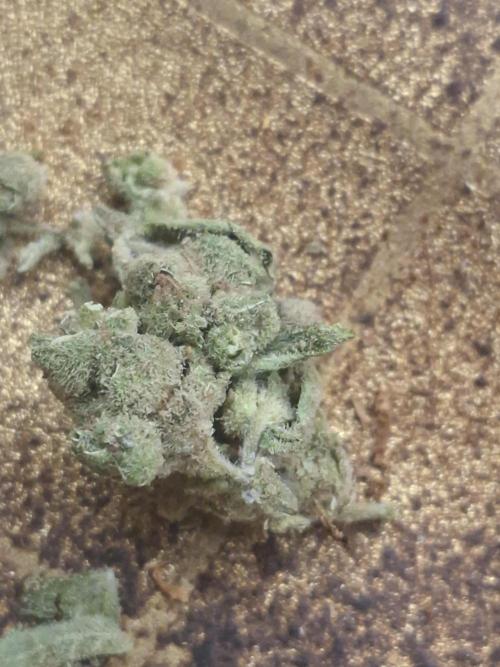 White Diesel Haze Auto. Week 10