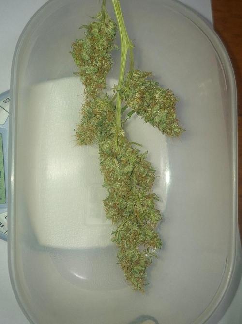 Rise and shine. Week 10 - Idd van 16 gram naar 3.6