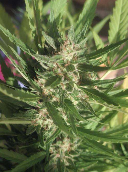 White Diesel Haze Auto. Week 10